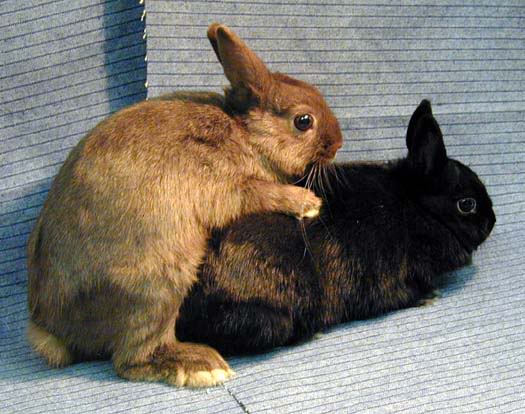 Պատկեր:Mating rabbits.jpg